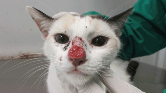 Sporothrix brasiliensis, el hongo que preocupa tanto a veterinarios como a médicos.