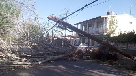 El viento Zonda dejó árboles caídos y una de las zonas más afectadas fueron Malargüe  y San Rafael. - Gentileza