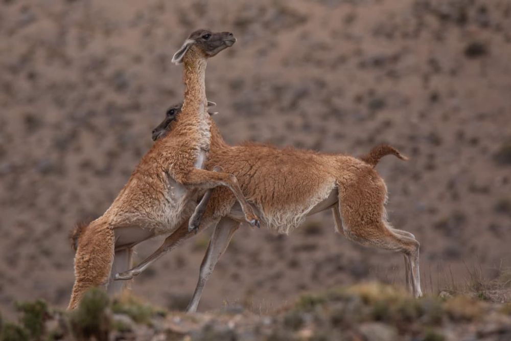 Guanacos en Villavicencio