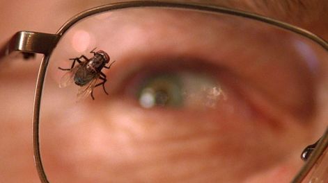 Los Andes | Si en un sitio “no vuela una mosca”, estaremos señalando que reina el silencio y que hay un grado muy profundo de concentración y quietud: “No vuela una mosca mientras da la disertación”.