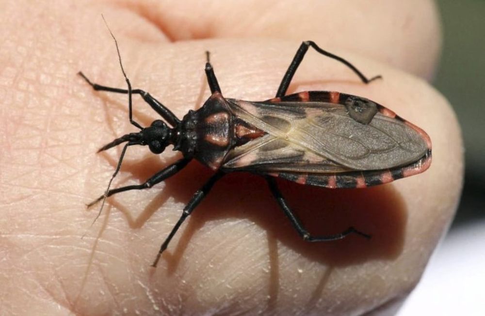 Día Mundial del Chagas: una enfermedad silenciosa que afecta a 2 millones de personas en Argentina