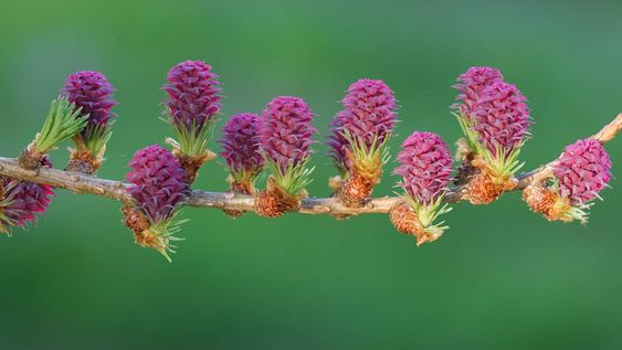 Las coníferas son los árboles que mejor se adaptan a la plantación en esta época. Para cultivar otras especies más sensibles, como ceibos, palos borrachos y algunas palmeras, tendremos que esperar a la primavera.