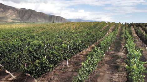 Resultados de la producción vitícola 2017 - Por Alfredo Aciar