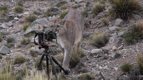 El puma fotógrafo: divertida secuencia de fotos de un puma mirando por una cámara en medio de la cordillera. Foto: Gentileza @cuyo.birding.3