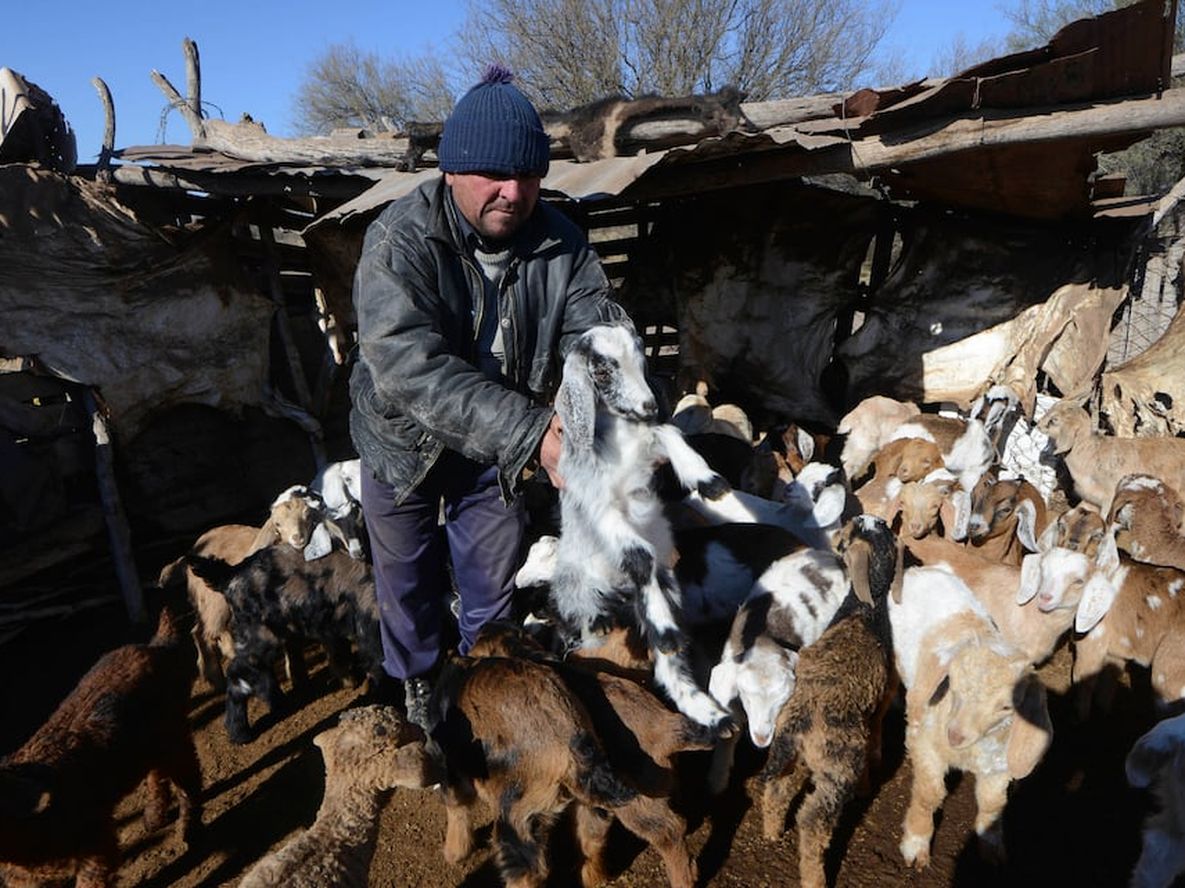El plan de asistencia tiene como propósito suministrar alimentos balanceados a fin de reducir el desbalance nutricional que sufren los animales durante el invierno. / Claudio Gutiérrez