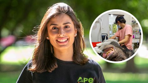 Agustina Tapia, mendocina que trabaja con grandes simios en África.