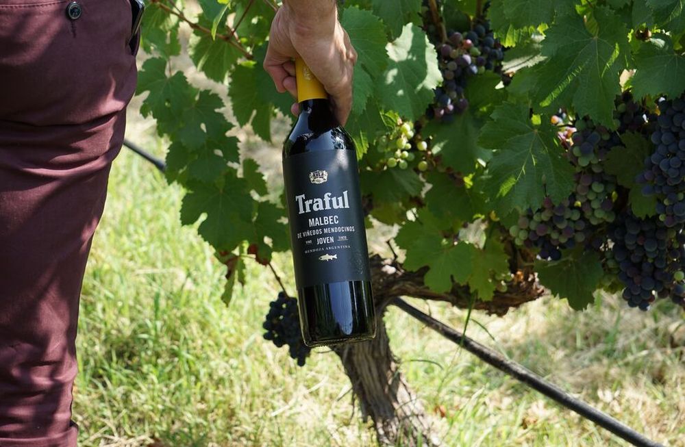 Traful, un vino que une