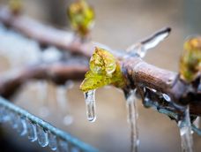 Viñedo tras una helada: el hielo recubre las superficies y daña los tejidos.&nbsp;