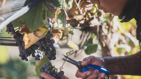 Como cada 17 de abril, Argentina celebra el Día Mundial del Malbec. - Foto: Ignacio Blanco / Los Andes