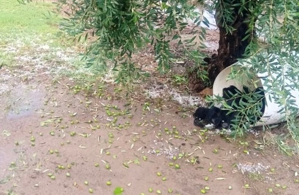 De acuerdo a la joven, iba a ser un buen año para la aceituna. Pero ahora ella y su familia se lamenta, todo el trabajo se encuentra en el piso.