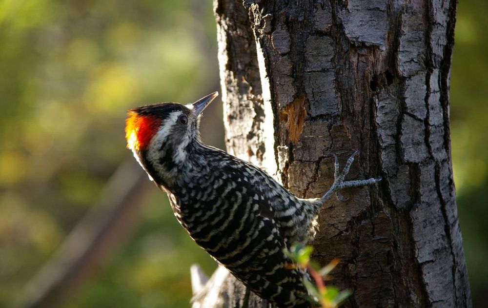 Los pájaros necesitan un refugio natural abierto para la reproducción saludable del jardín.