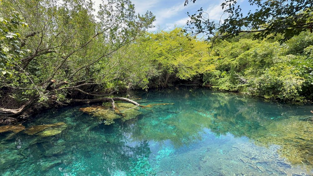 Los cenotes de agua cristalina de la Reserva Ojos Indígenas son 12, pero solo podes nadar en 4. 