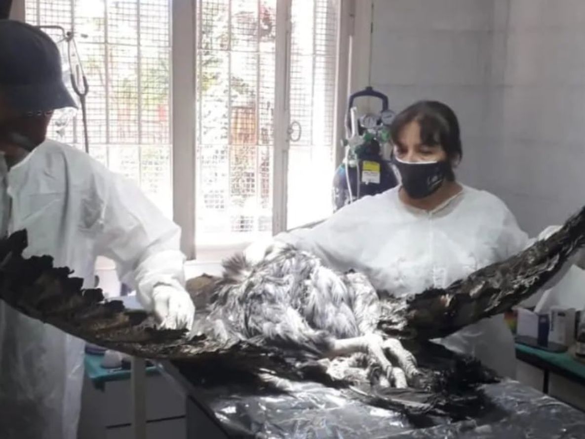 Indignante: mataron a un cóndor de un escopetazo y le extrajeron 14 perdigones de su cuerpo . Foto: Fundación Cullunche