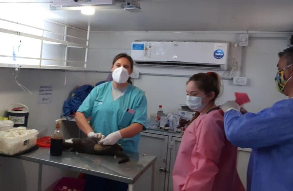 San Martín ha castrado más de 2.000 mascotas en seis meses
