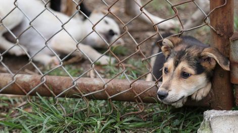 La crueldad con los animales, una muestra de nuestra sociedad - Por Pamela Verasay