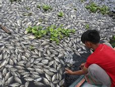 En algunos casos, los peces introducidos mueren porque no logran adaptarse. En otros, sobreviven, se reproducen y pueden afectar a las especies locales.