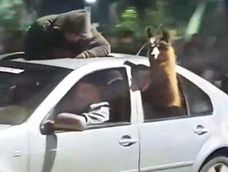 En Mendoza, festejaron el triunfo de Argentina con una llama en el asiento trasero de un auto
