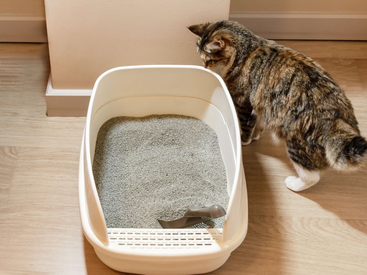 De Mendoza al mundo con bentonita para piedras sanitarias para gatos
