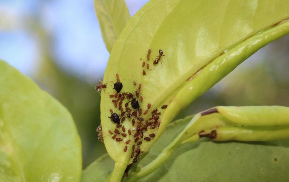 Evitar el uso de pesticidas es esencial para mantener el jardín sano y con presencia de aves.
