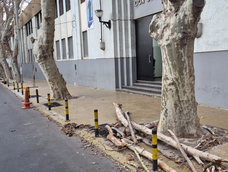 El viento Zonda provocó caídas de ramas en la puerta del Colegio Don Bosco, en Ciudad.&nbsp;