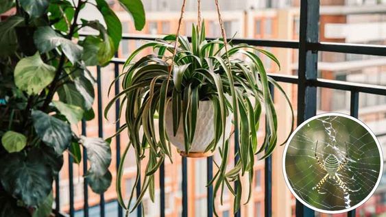 Junto a una limpieza diaria, las plantas aromáticas mantienen el balcón libre de insectos.