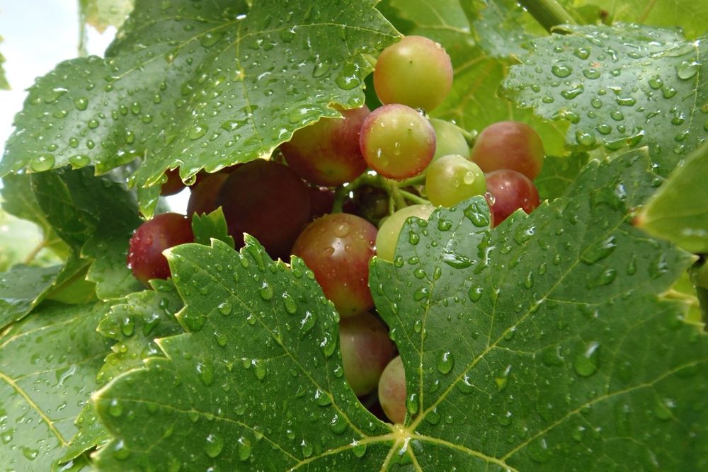 Equilibrio. Considerar a la lluvia como una fuente alternativa de agua, podría disminuir la presión de uso del agua sobre la oferta hídrica convencional de la provincia.