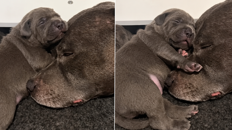 el pequeno cachorro se acurruca junto a su mama, pero lo que sucede despues da lugar a una tierna historia
