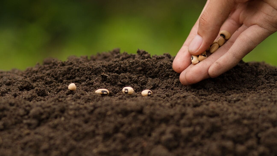 19 semillas que debés sembrar desde ahora para que estén listas en septiembre, según los jardineros