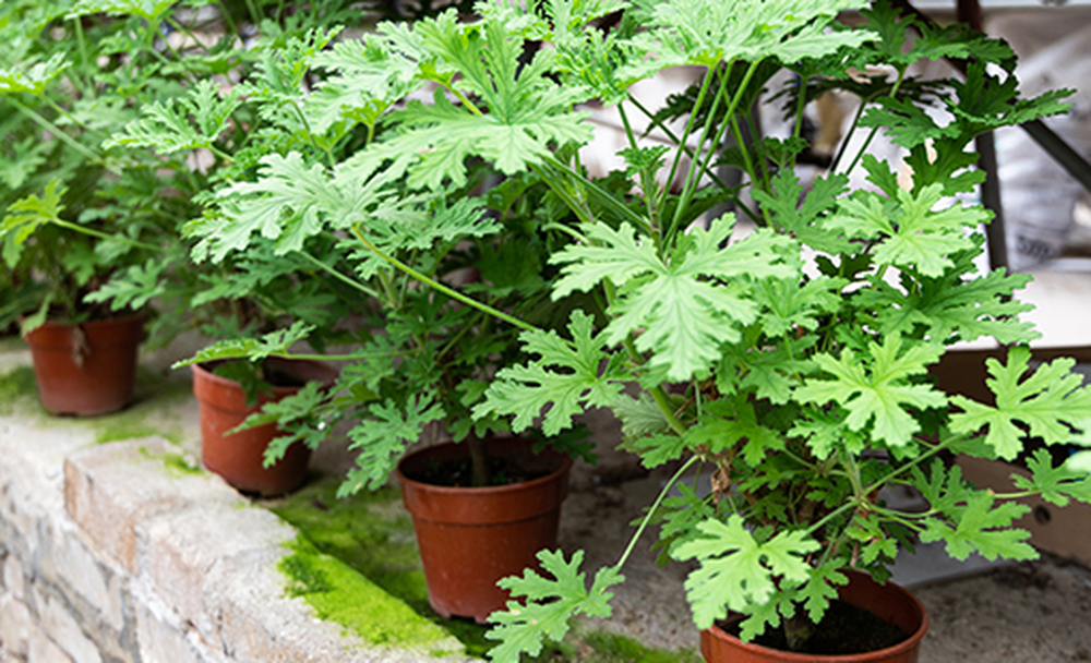 En el jard&iacute;n, la jardiner&iacute;a y las plantas, nada se desperdicia realmente.