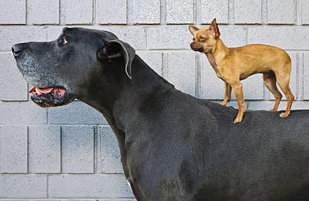 Un gran danés y un chihuahua.