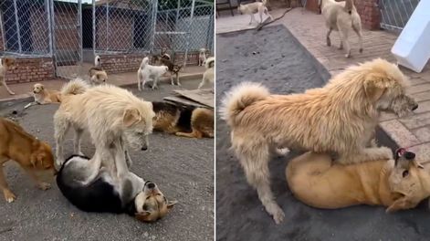 King Charles, el perro con aura que conquistó a las redes.