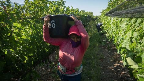 Los Andes | Isabel Vedia carga un tacho repleto de uvas Syrah. Admite que nunca pudo ver la Fiesta Nacional en Frank Romero Day. Foto: Ignacio Blanco / Los Andes