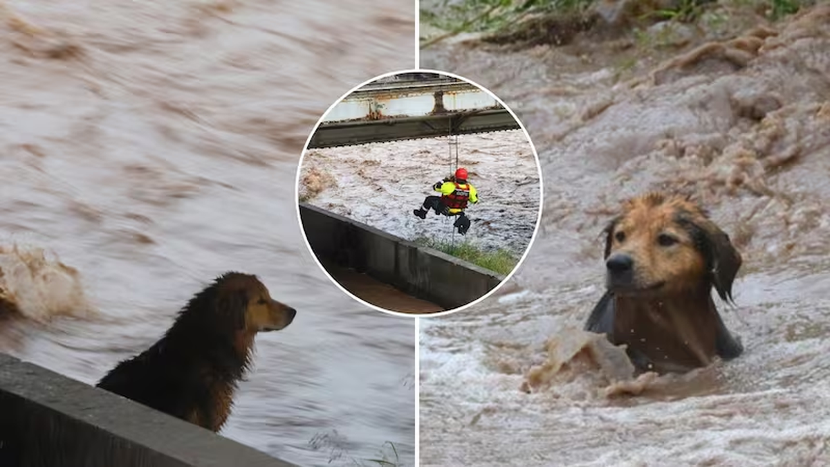 La historia de Morocho, el perro que cayó a un cauce de Chile tras el fuerte aluvión y su dramático rescate