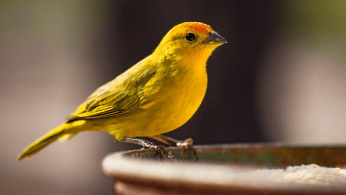 Qué significa que un canario se acerque a casa y por qué no es casual su visita