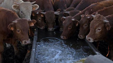 Ganadería: la pequeña mensajera que no está equivocada - Por Eduardo Sosa