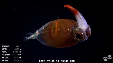 Hoy es el último programa del streaming del Conicet: dónde ver.