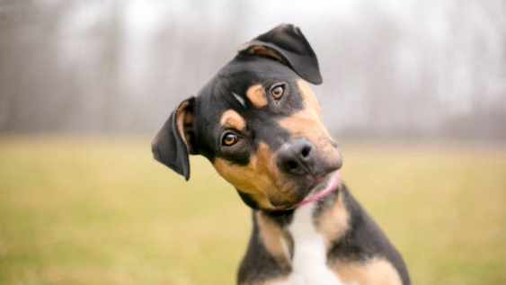 Científicos descubrieron como los perros interpretan nuestras conversaciones.&nbsp;