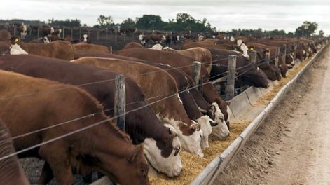 Analizan posible caso de “vaca loca” en Brasil, luego de la aparición de la gripe aviar en la región. Los animales la adquieren a través de la alimentación.