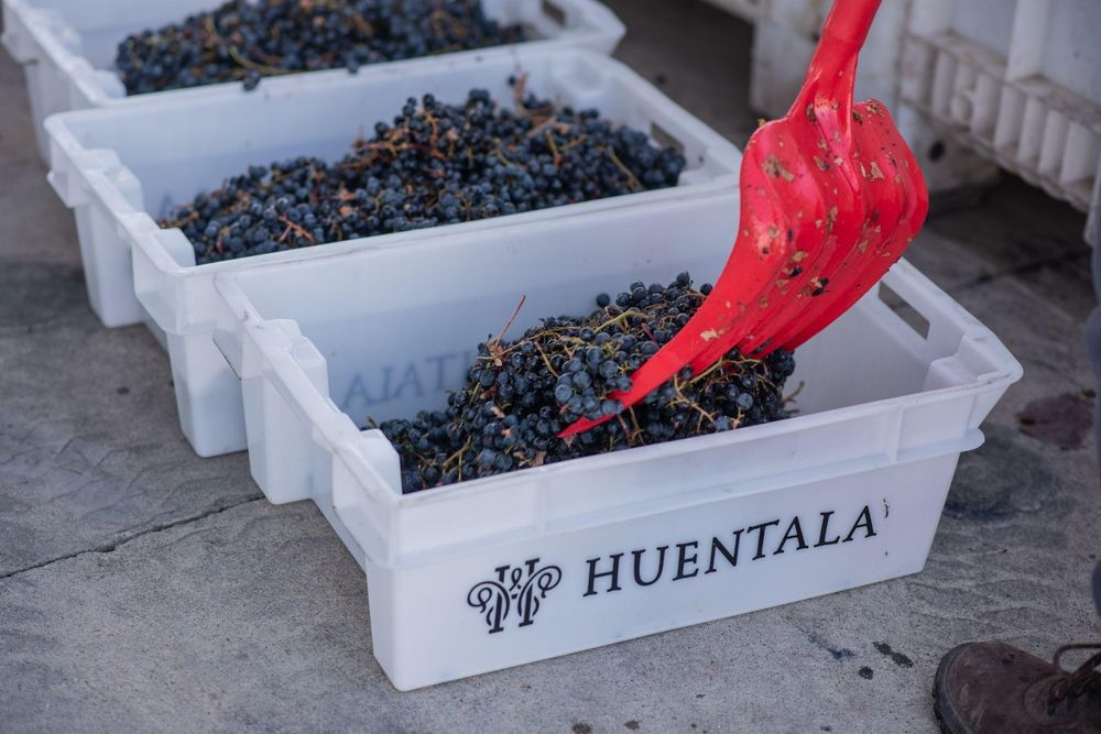 huentala cosecha