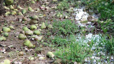 Emergencia agropecuaria: lo que deben saber los usuarios de Irrigación