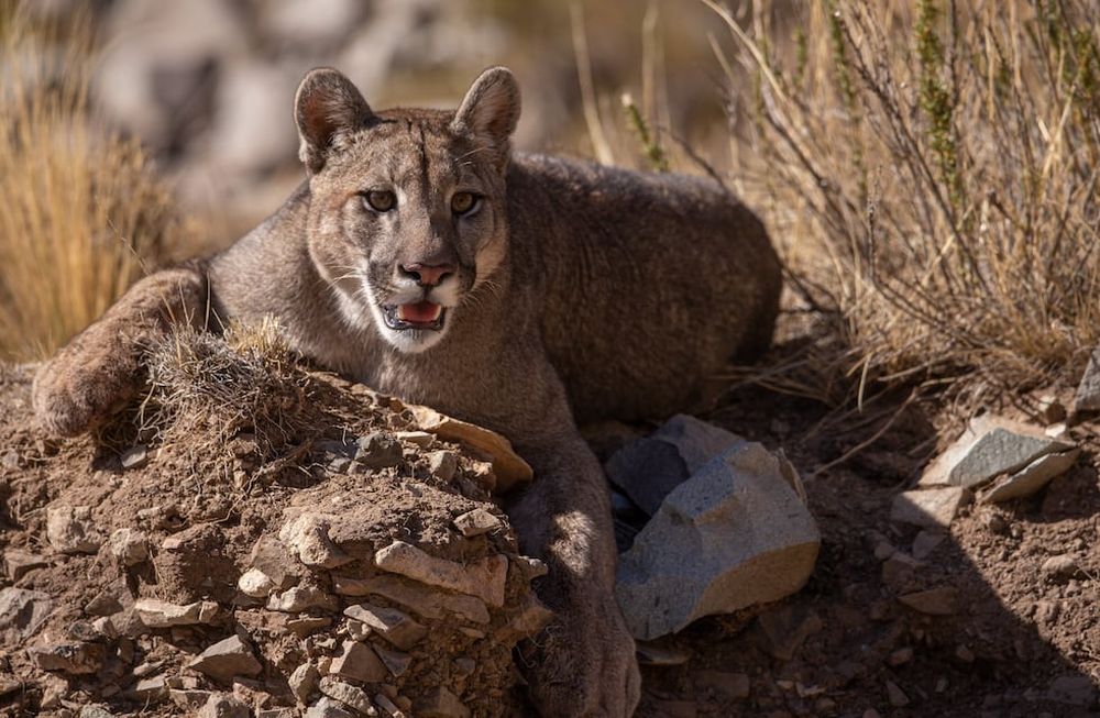 Día del Medio Ambiente: dos de cada diez especies animales se encuentran amenazadas en Argentina. Foto: Gentileza Martín Pérez (@cuyo.birding.3)