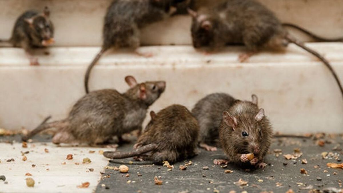 Murió una adolescente de 15 años por hantavirus en Chubut