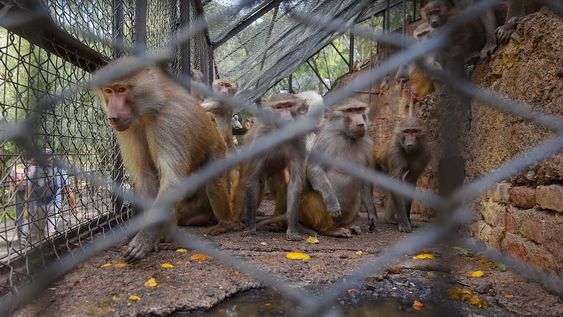 Los animales que no puedan ser reinsertados o derivados a reservas permanecerán en el predio de 41 hectáreas. Foto: Claudio Gutiérrez / Los Andes