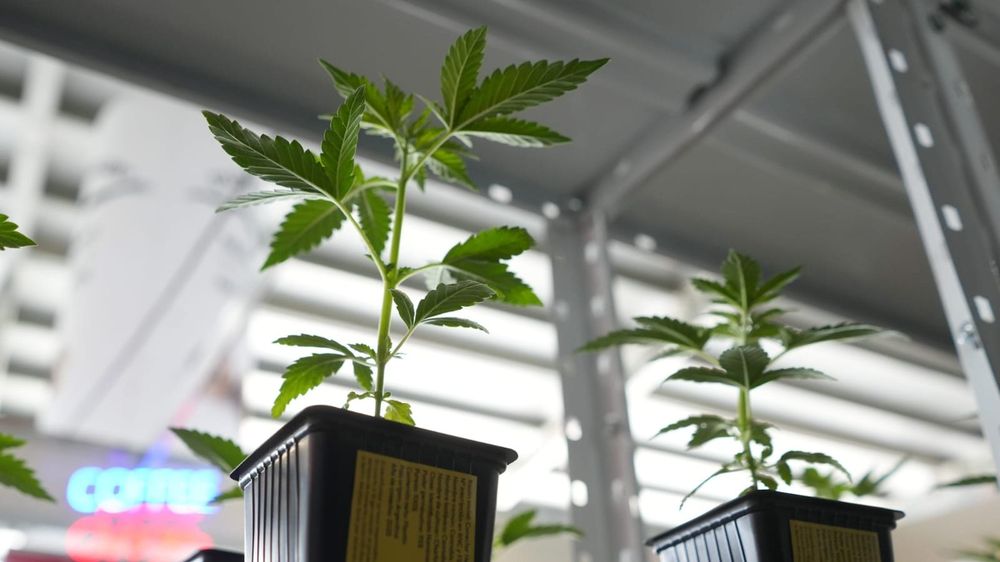 El uso medicinal de cannabis en animales cuenta con regulación específica. El uso medicinal de cannabis en animales cuenta con regulación específica.