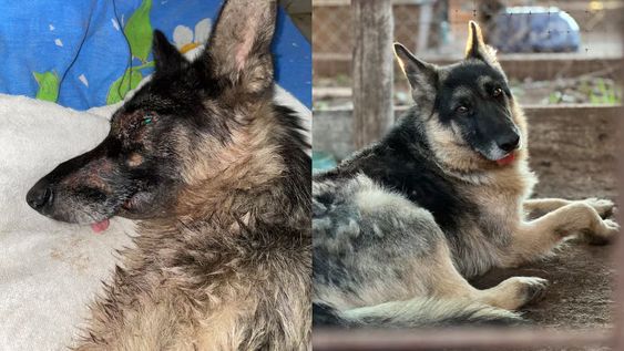 Logan, el perro que volvió a vivir tras ser atropellado por un tren