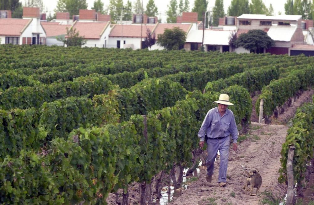 De persistir la desmedida ocupación de zonas agrícolas bajo riego, se consumará la eliminación de importantes zonas productivas / Claudio Gutiérrez