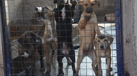 El refugio Moproa (Movimiento de Protección Animal), ubicado en Las Heras, actualmente da hogar a 60 perros. | Foto: José Gutiérrez / Los Andes