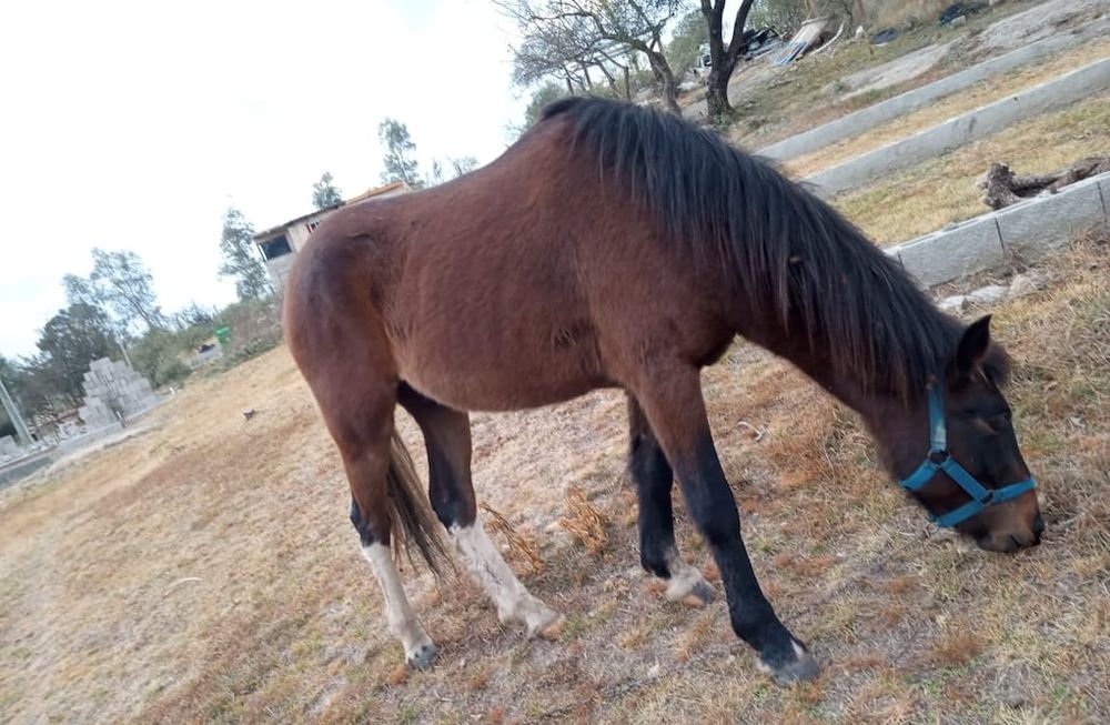 Se confirmó que la encefalomielitis equina está en Mendoza: dieron positivo las muestras de dos caballos fallecidos