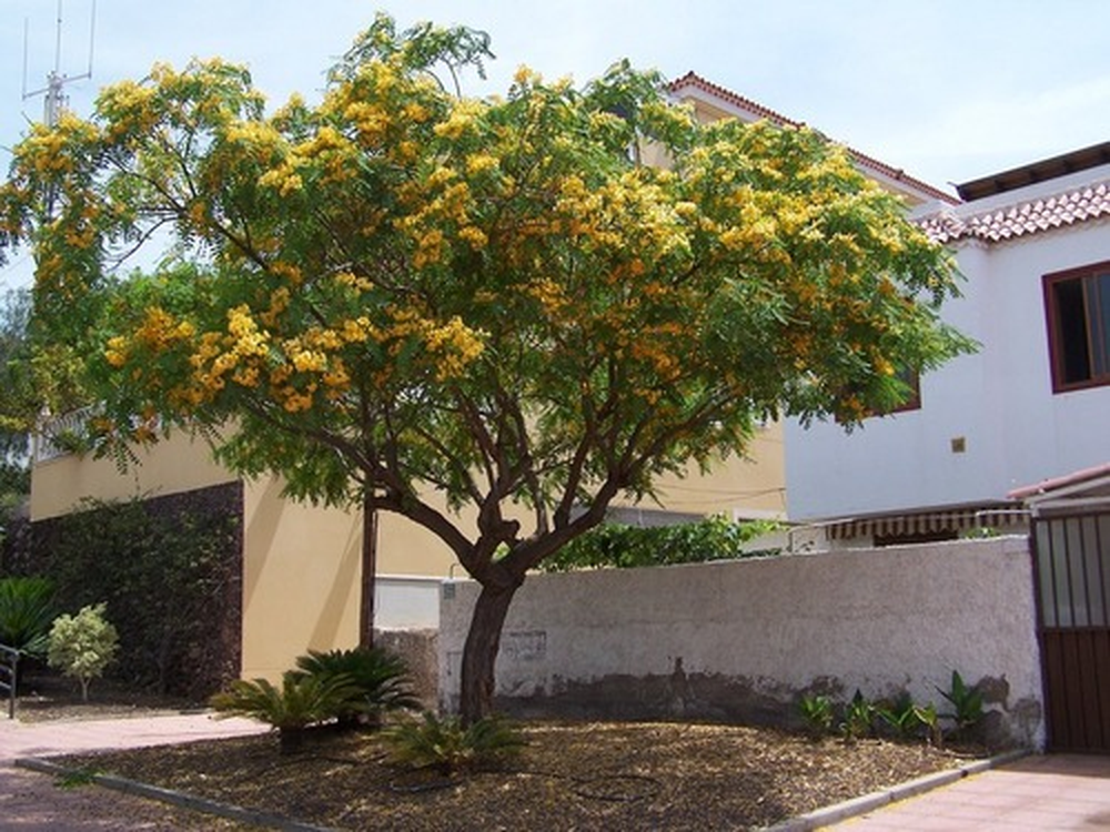 En el jard&iacute;n, las plantas y la jardiner&iacute;a combinan sombra y belleza.