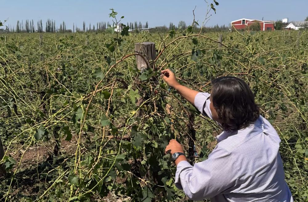 Emergencia y desastre agropecuario en Mendoza: Nación oficializó ayudas para productores afectados por heladas y granizo.